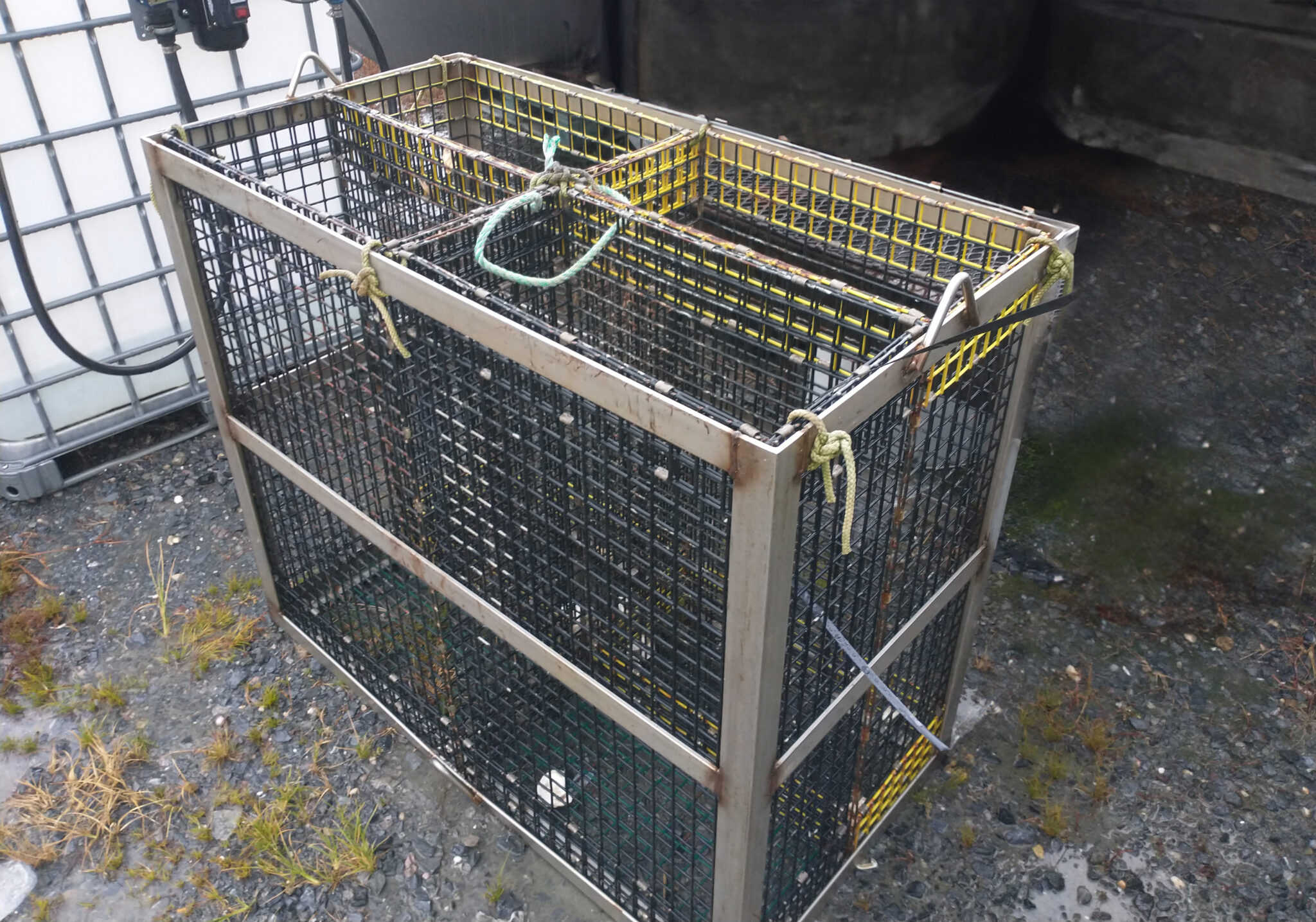 Large Shell Shape Container Shell Containers - Seed to Shuck Ventures
